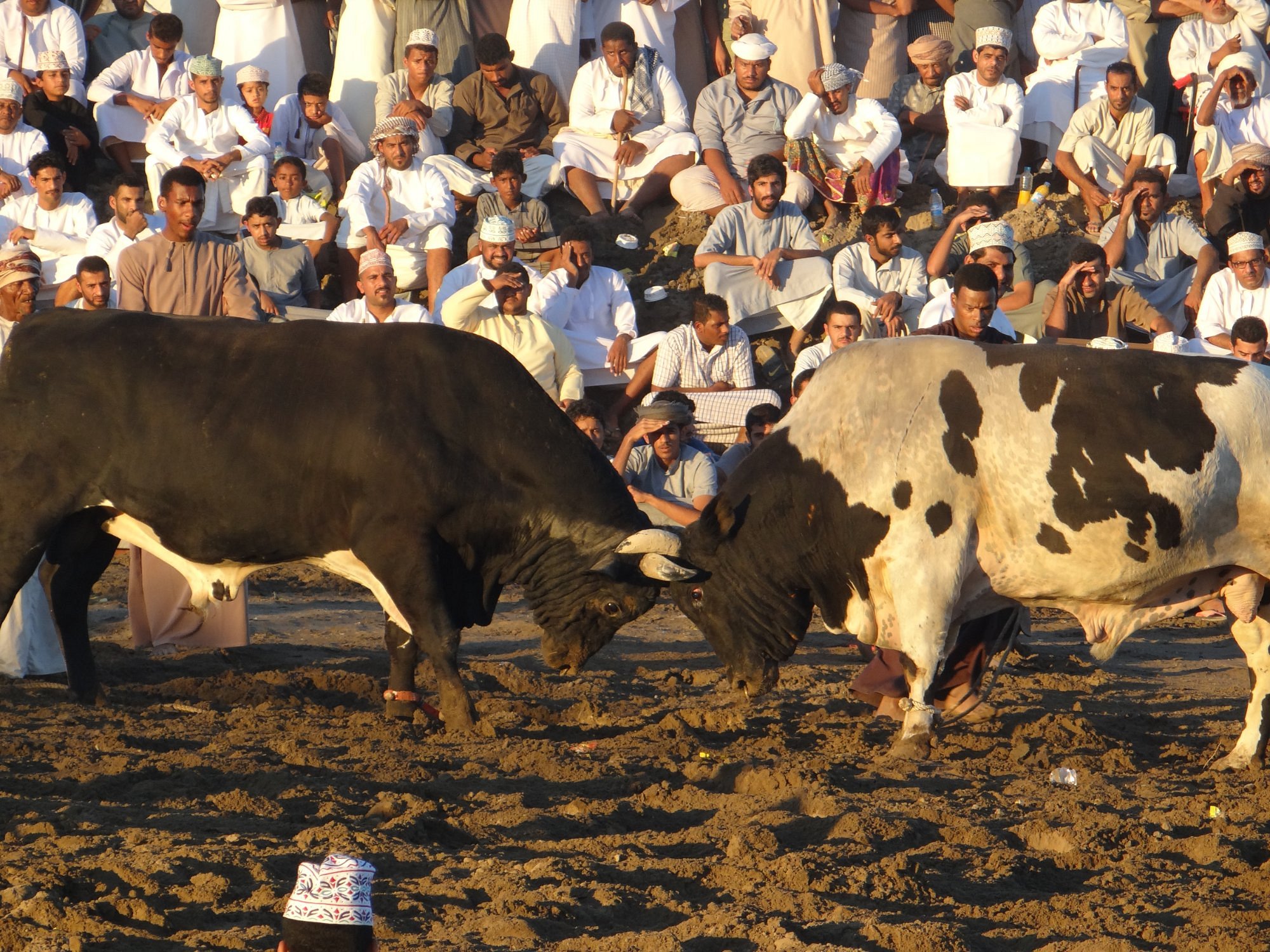 Barka Bull fight arena 